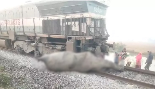 5 Rajdhani Express coaches derail, 7 elephants killed